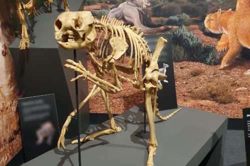 Sthenurine skeleton in the South Australian Museum.